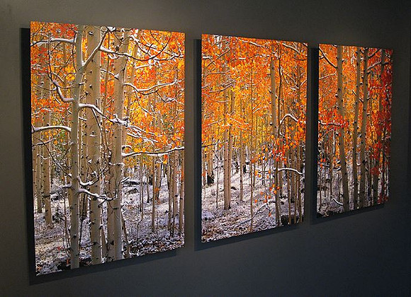 WALL COLLAGES  / Monica Hahn